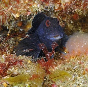 Parablennius-pilicornis-Belle ile Basse Badec-12m-20160702-Denis-ADER-DSC_8538_tn